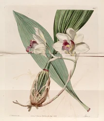 Illustration of Bifrenaria harrisoniae (as syn. Maxillaria harrisoniae)